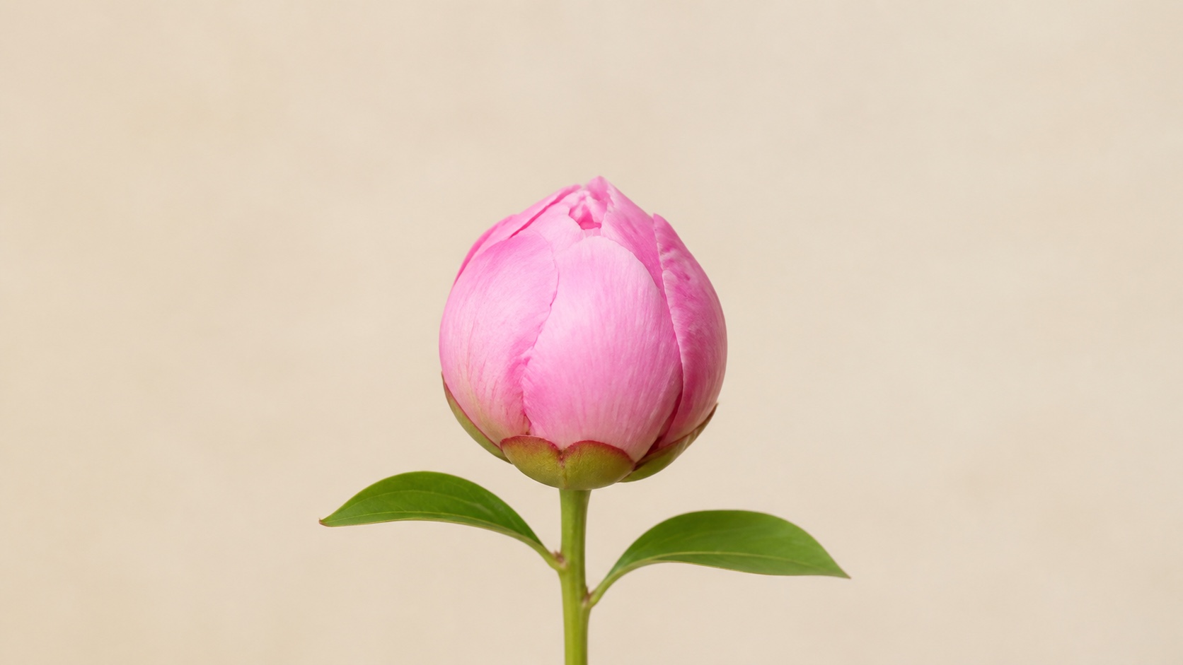 牡丹绽放首尾帧案例